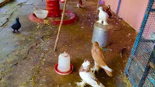 Love birds red Budgerigar cockatieldomestic canary ❤️❤️❤️❤️🇮🇳 [upl. by Adiahs545]