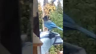 Jumping Jay nature wildlife birds canada [upl. by Cyrill]