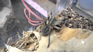 Carolina Wolf Spider FAST POUNCE [upl. by Angelique]