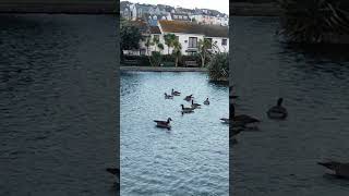 Perranporth boating lake memories of times gone byePure natural beauty of Bird life of perranporth [upl. by Einna863]