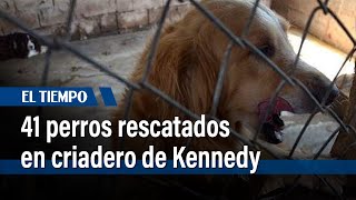 Operativo de rescate de caninos en un criadero de Kennedy  El Tiempo [upl. by Ardolino934]