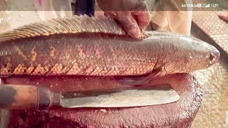 Big Snackhead Murrel fish cutting skills Live in village Fish Market Sola Fish Cutting skills [upl. by Thgiwed]