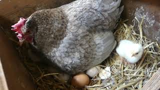 Como Cuidar POLLITOS Recién Nacidos Paso a Paso Curso de Gallinas 07 [upl. by Yenettirb]