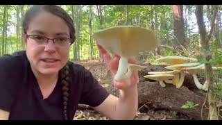 How to ID veiled oyster mushrooms Pleurotus levis [upl. by Brownley606]