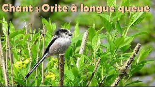 Chant de MESANGE à LONGUE QUEUE  Orite [upl. by Idid]