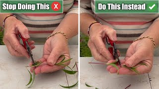 5 Propagation Mistakes I See amp How To Propagate Successfully [upl. by Akzseinga]