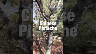 Desert Plant Chinese Pistache Pistacia chinensis [upl. by Nothsa]