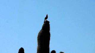 Desert Cardinal Pyrrhuloxia [upl. by Collins]