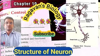 Neuron  Structure Unipolar Bipolar and Multipolar Neuron [upl. by Line]