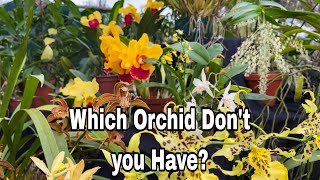 Which orchid dont you have What is in Bloom at a Society Show [upl. by Corso]