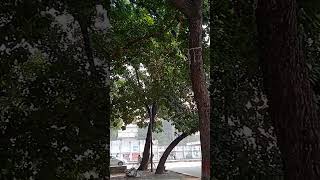 Samsun Nahar hall Dhaka University shortsvideo mdmizanurvlogs [upl. by Richel]