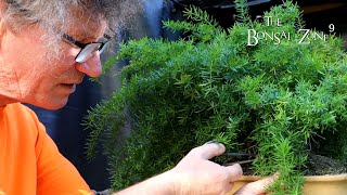 My Asparagus Fern Bonsai The Bonsai Zone Sept 2022 [upl. by Ikiv]