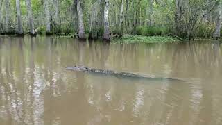 Dr Wagners Honey Island Swamp Tour  Alligator Sighting  Slidell Louisiana [upl. by Kragh]