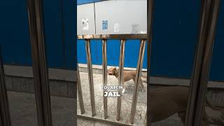 Can Bully👹escape this Jail🔒again 🫣🙈 amanandbully pitbulldog americanbully [upl. by Birck]