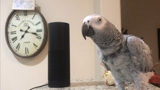 Smartest most conversational parrot ever Petra the home automation expert african grey [upl. by Suivatal]