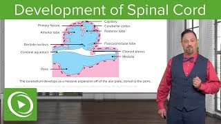 Spinal Cord Development  Embryology [upl. by Montagu904]