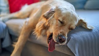 How Chesapeake Bay Retrievers Are Helping in Avalanche Search and Rescue [upl. by Jammal440]