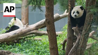 Reaction to giant pandas returning to Washingtons National Zoo from China [upl. by Mcdade890]