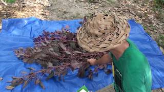 How to Grow Harvest and Process Amaranth Seeds amp Farm update [upl. by Ahsocin]