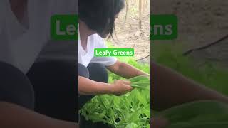 Harvesting Different Leafy Greens for Salad growyourownfood [upl. by Cristabel]