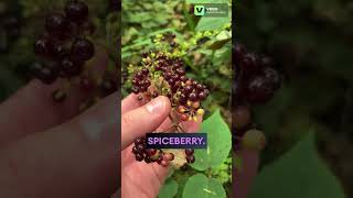 American Spikenard Berries Spiceberry berry plants flowers garden nature outdoors botany [upl. by Akenehs265]