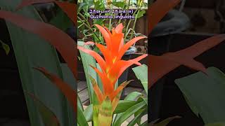 구즈마니아구즈마리아 Guzmania lingulata 구즈마니아 구즈마리아 Guzmanialingulata [upl. by Steel]