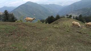 Karayaka Kıran Yaylasından  2  Karayaka Koyunları  Erbaa  Tokat [upl. by Yretsym]