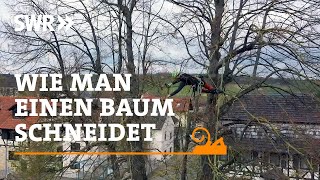 Wie man einen Baum schneidet  SWR Handwerkskunst [upl. by Aivatnuhs]