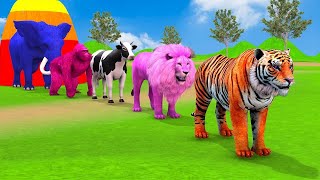 Long Slide Game With Elephant Gorilla Buffalo Hippopotamus Tiger  3d Animal Game  Funny 3d Animals [upl. by Maryanne]