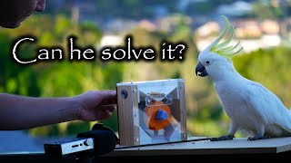 Only SOME Cockatoos can solve this puzzle Why [upl. by Areehs307]