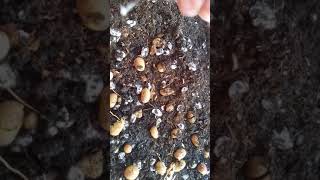 How to Germinate  Java Plum  Jamun Seeds Syzygium Cumini [upl. by Jepum]