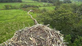 Bywyd Gwyllt Glaslyn Wildlife  Ffrwd Byw  Live Stream [upl. by Bondy418]