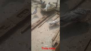 Tinka tinka joda jaye Kabootarbazipigeon bird birdspecies kabootar [upl. by Vincelette942]