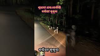 ଜଙ୍ଗଲୀ କୁକୁର ଆକ୍ରମଣରୁ ବଞ୍ଚିଗଲି 🐕🐕🐕jungalikuttaattack Dhole doglover dogattack [upl. by Pantia]