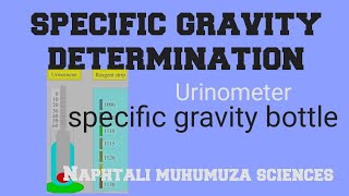 Urinalysis Specific Gravity determination in urine  Urinometer  specific gravity bottle [upl. by Notsyrb]