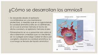 Desarrollo de los amnios [upl. by Adne831]