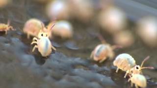 Collembola or Springtails [upl. by Ahsirat]