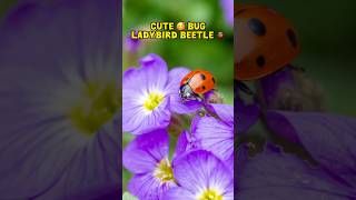 Whats So Special ✨ About LADYBIRD 🐞Beetles ladybug ladybirdbeetle naturalpestcontrol [upl. by Annaillil]