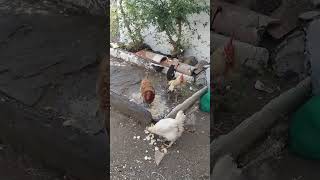 Gallinas [upl. by Ettennor]