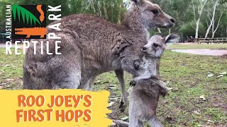 Kangaroo joey takes first hops [upl. by Ayanej]