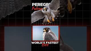 Hunter from SKY Peregrine Falcon 😱 [upl. by Analak]