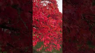 The beauty of Autumn colours at Stourhead shortvideo [upl. by Notlih]