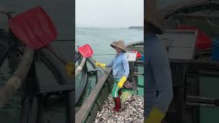 The process of feeding fish in breeding water tanks [upl. by Anirret]