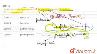 Sometimes the fern plant arises from fern prothallus without fertilization This is an example [upl. by Cuhp613]