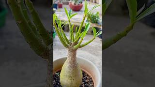 Defoliate adenium plant leavesshorts shortsvideo shortsfeed [upl. by Gannie]