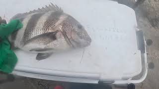 Sheepshead fishing over at the Packery Channel in Corpus Christi TX Fish on babbbyyy [upl. by Christianna223]