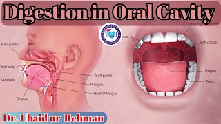 86 Digestion in Oral Cavity  Human Digestive System  Swallowing  Peristalsis Class 9  Biology [upl. by Aititel]