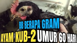 Tes Timbang Berat Ayam KUB2 Umur 60 Hari [upl. by Dnartreb339]