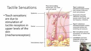 Somatic Nervous System Chapter 14 Part 1 [upl. by Rubliw615]