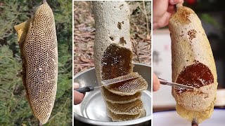 🐝 Wild Honey Harvesting Satisfying  Harvesting honey from giant Honeybee 2 [upl. by Vizzone]